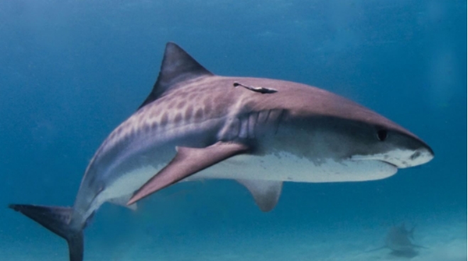 世界最著名的鲨鱼排行榜前十
